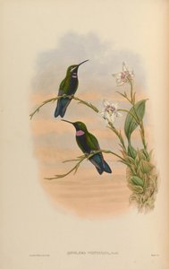 Ionolaema whitelyana = Heliodoxa schreibersii whitelyana door John Gould